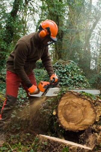Stump removal